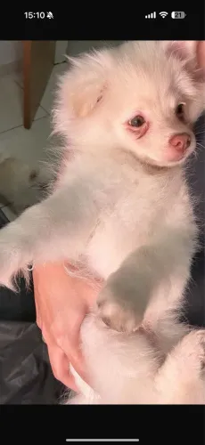 Lulu spitz alemão macho 