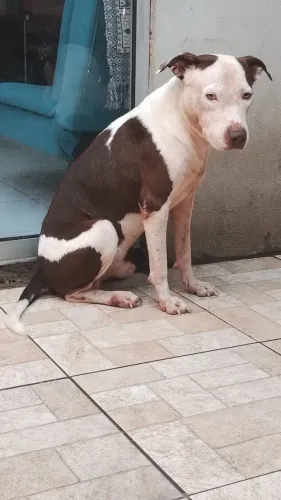 Pitbull - Doação