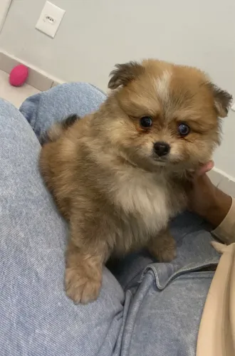 Vendo Sptiz alemão fêmea  ( Lulu da Pomerânia) 