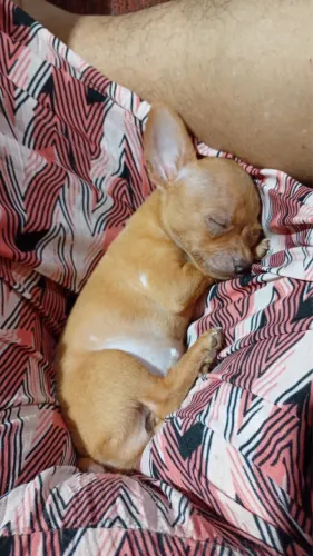 Cachorro - Pinscher Fêmea