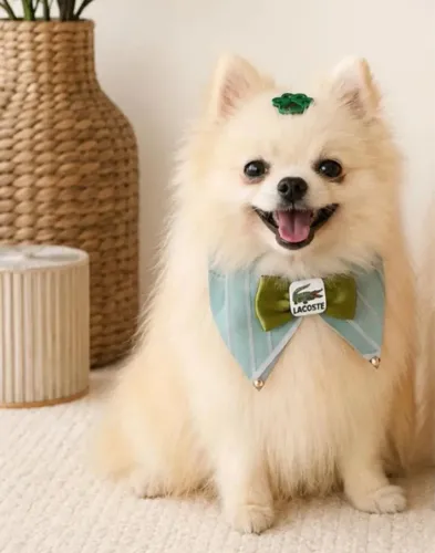 Spitz alemão anão Macho ( Lulu da pomerania )