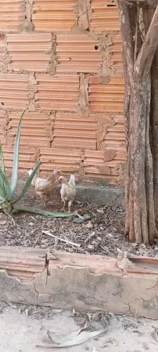 Vendo galinha e pintinhos 