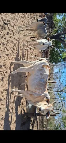 Vendo urgente vacas nelore