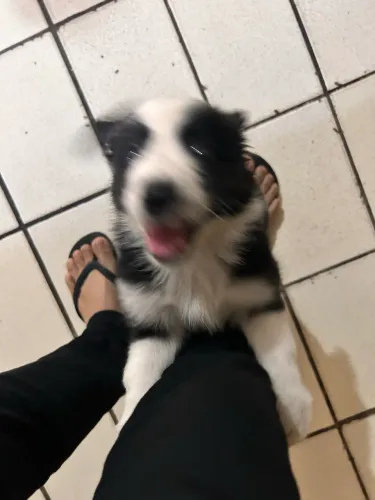 Border Collie (VENDA)