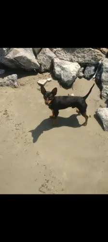 Pinscher