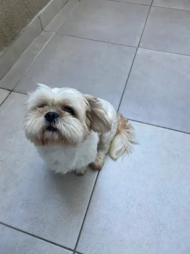Doação Shih Tzu Macho