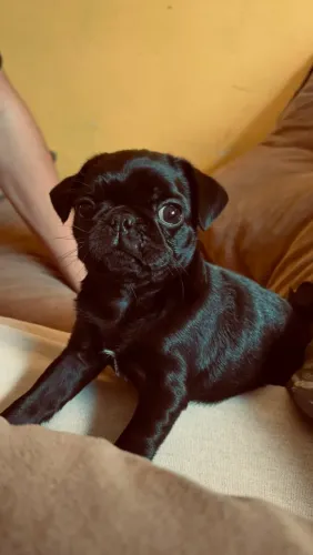 Filhote de pug com 60 dias