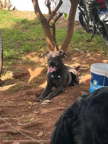 Doa- se pit bull