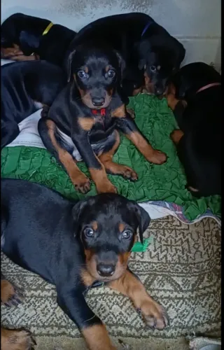 Filhotes de Doberman