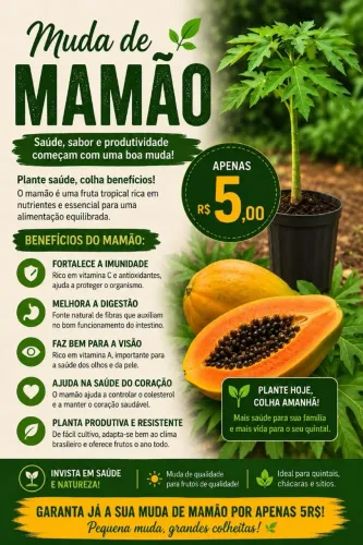 Mudas de Mamão Havaí 