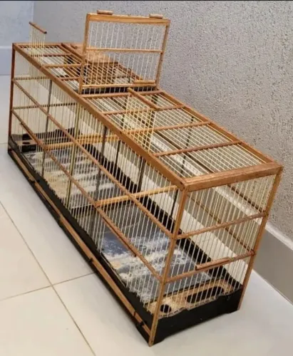 Gaiola voadeira ideal para reprodução