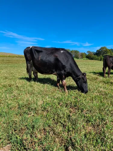 Vaca 