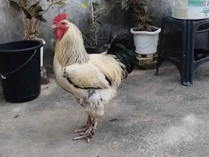 Galo Brahma Light