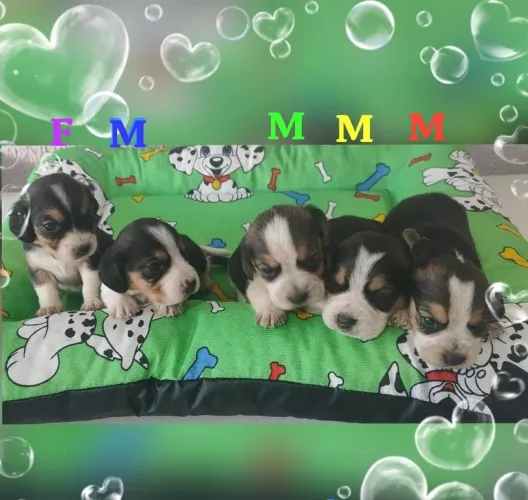 Filhotes de Beagle Tricolor - 30 dias