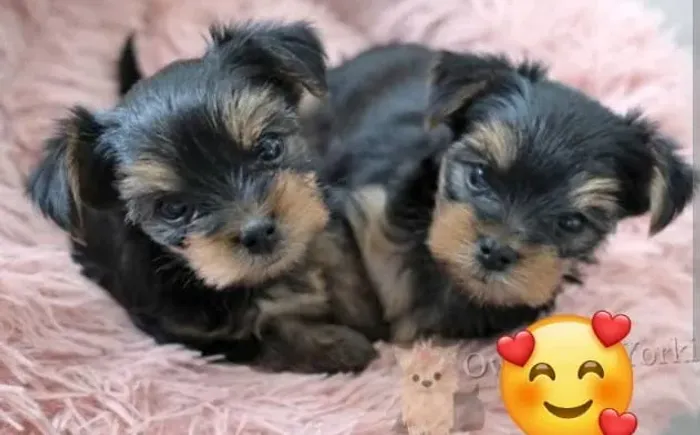 Yorkshire Terrier Miniaturas Puríssimos.
