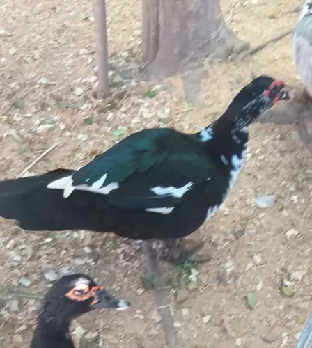 Pato