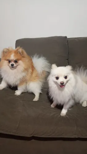 Spitz alemão