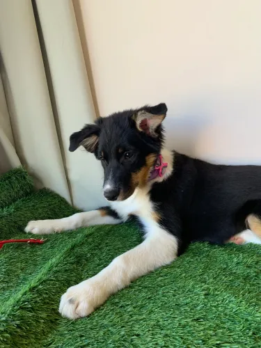 Border collie femeas
