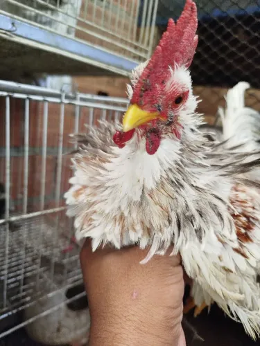 Galinze macho 