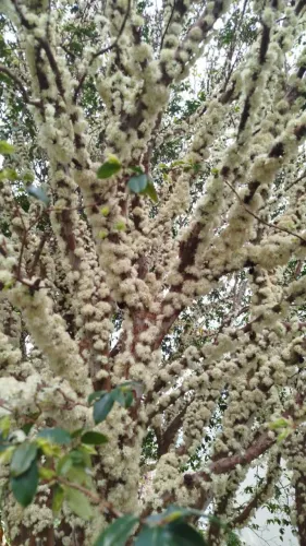 Frutíferas