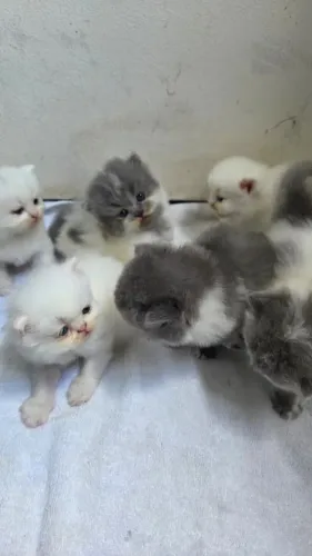 Gatos persas