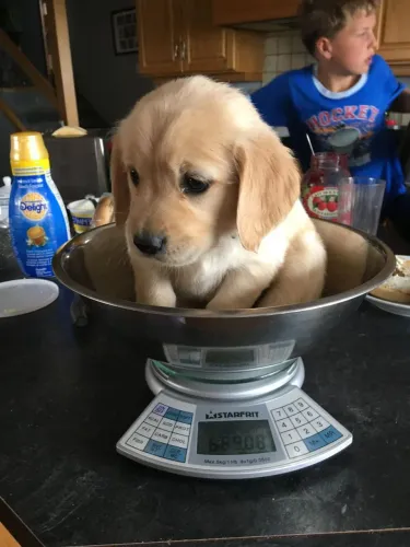 Golden charmoso 