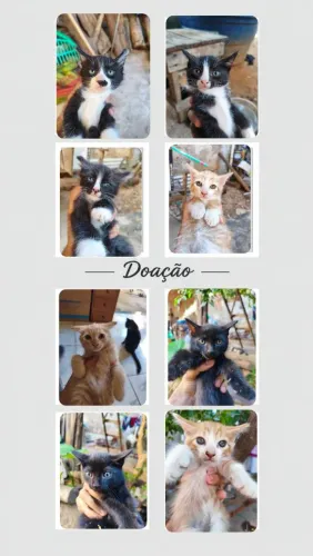 Doação filhotes