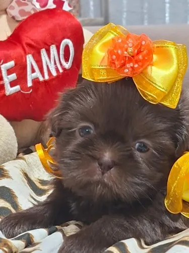 Shih Tzu filhotes: O companheiro ideal com segurança jurídica e saúde 100%.