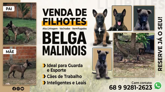 Filhotes de Belga Malinois