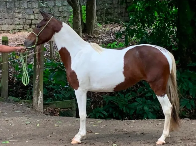 Égua Mangalarga Marchador HOMOZIGOTO