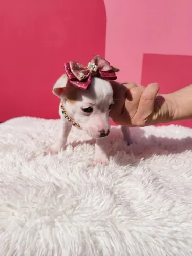 Fêmea Mini Encantadora