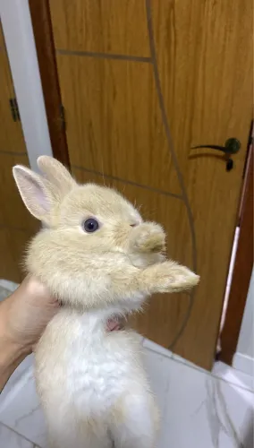 Mini coelha