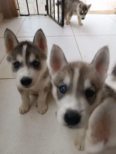 Husky siberiano