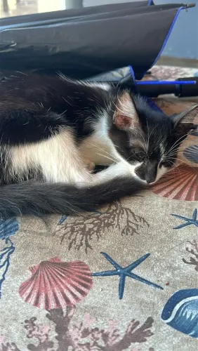 Gata fêmea para adoção responsável 