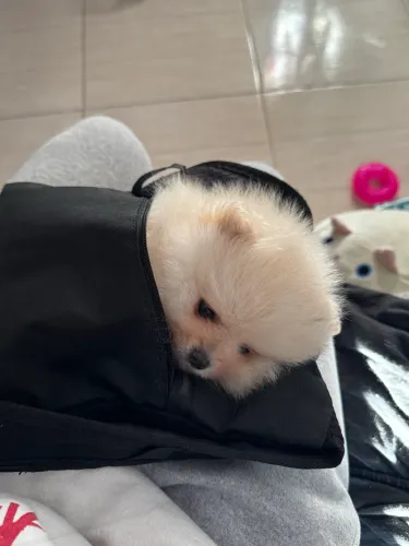 vendo lulu 2 meses
