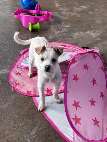 Doação pet fêmea