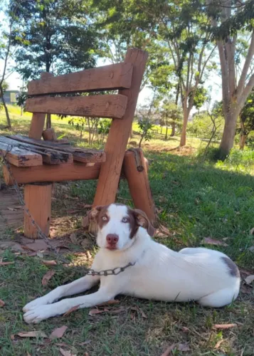 Husky Siberiano mestiça. (Femea)