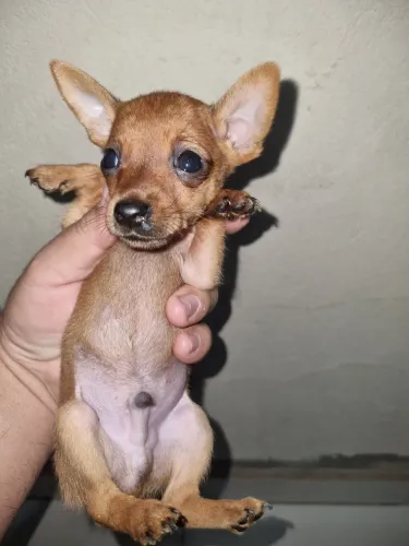Animais 