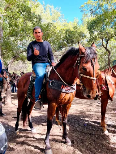 Cavalo castanho