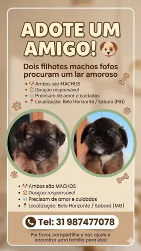 Doação de filhotes 