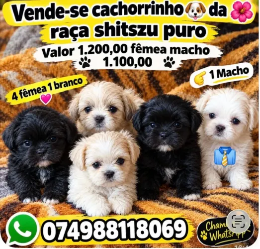 Vende-se cachorrinho da raça shitszu puro