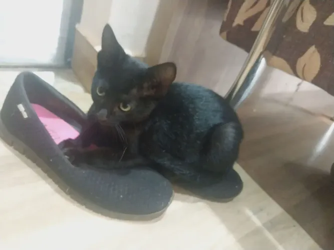 Gatinha preta para doação 