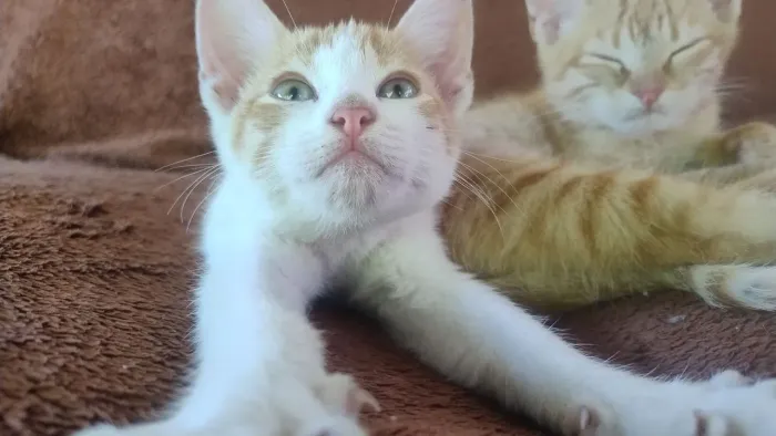 Doando Gatinhos