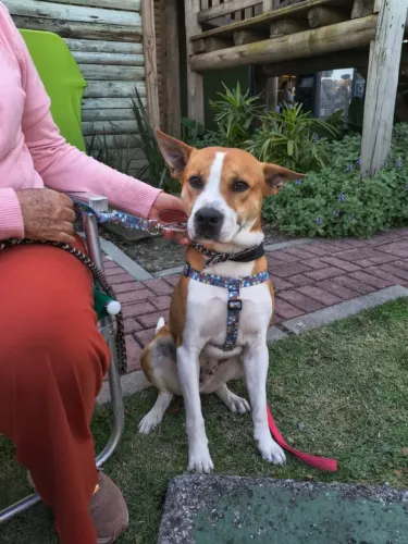 Adoção Doação cachorro