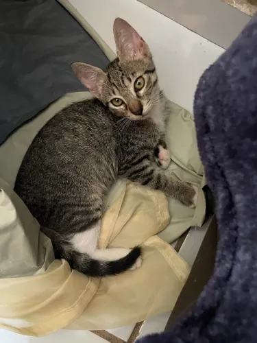 Gato filhote pra adoção 