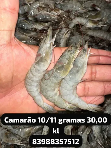 Camarão 