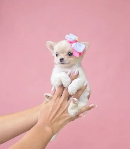 Chihuahua fêmeas pelo longo pedigree