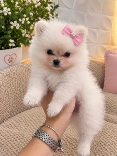 Cachorro