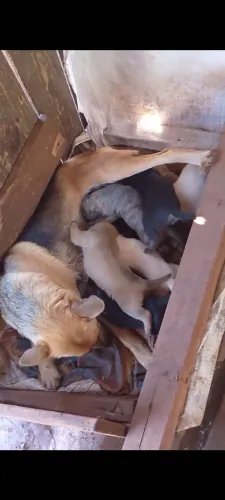 Doa-se filhotes de pastor alemão com Pit Bull 