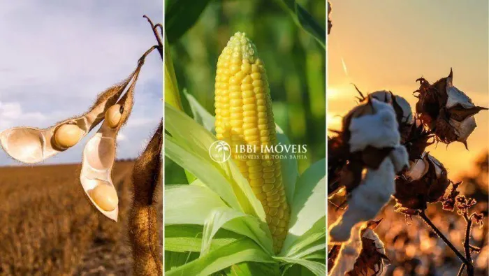INVESTIMENTO IDEAL PARA GRANDES GRUPOS, FUNDOS E PLAYERS DO AGRO